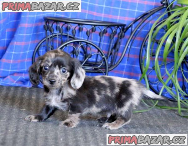 Dachshund puppies now ready for new homes