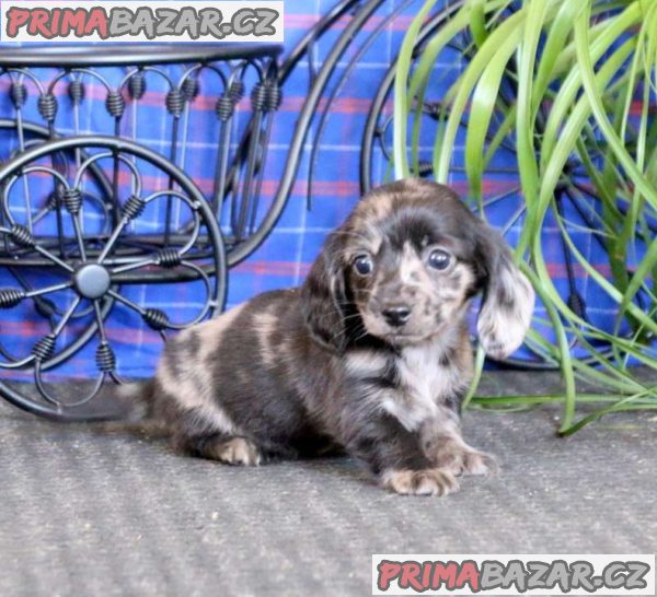 Dachshund puppies now ready for new homes