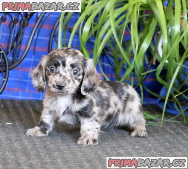 Dachshund puppies now ready for new homes