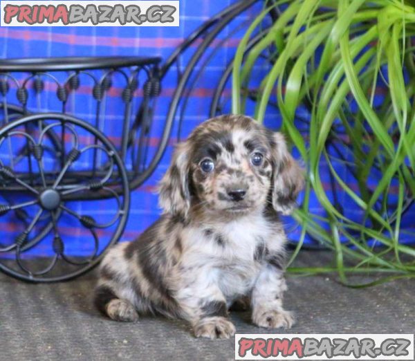 Dachshund puppies now ready for new homes
