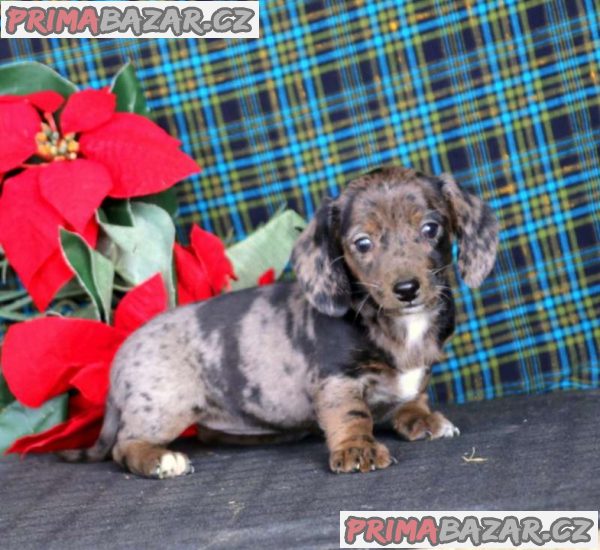 ready-now-top-quality-standard-dachshund