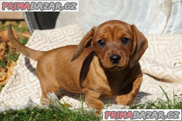 Beautiful miniature dachshund puppies.