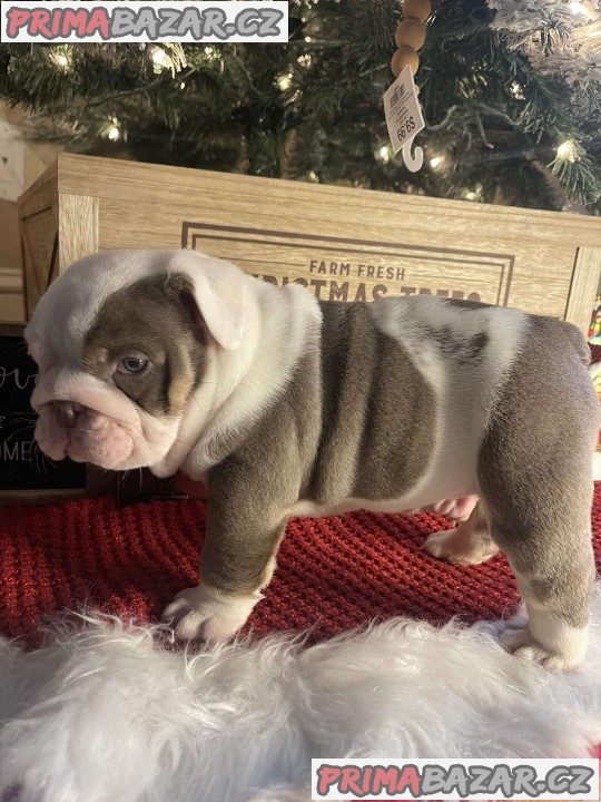 Stunning English bulldogs