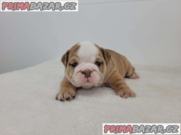 Lilac Merle English Bulldog