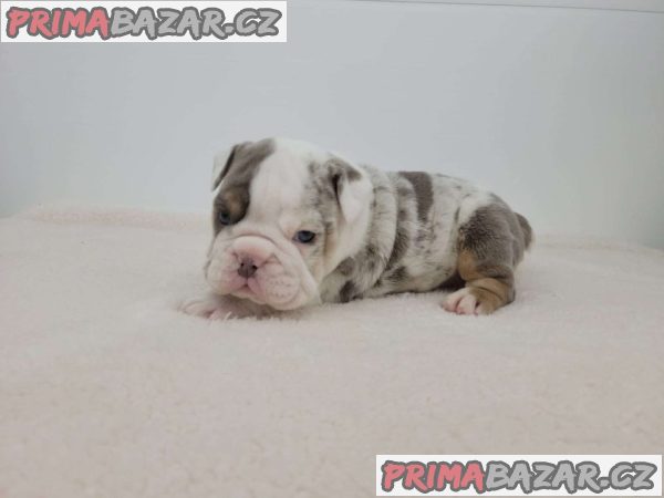 Lilac Merle English Bulldog