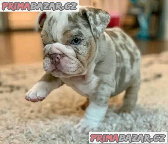 Lilac Merle English Bulldog