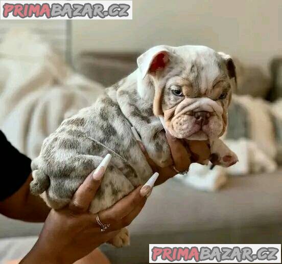 Lilac Merle English Bulldog