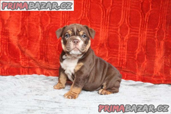 KC REGISTERED ENGLISH BULLDOG PUPPIES????