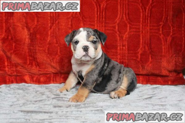 KC REGISTERED ENGLISH BULLDOG PUPPIES???? KC REGISTERED ENGLISH BULLDOG PUPPIES????