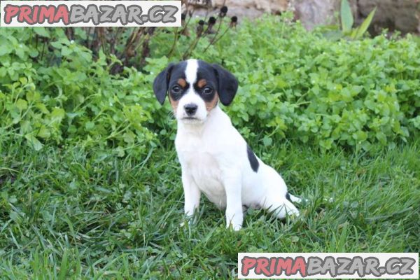 Gorgeous Fox Terrier Puppies For Sale