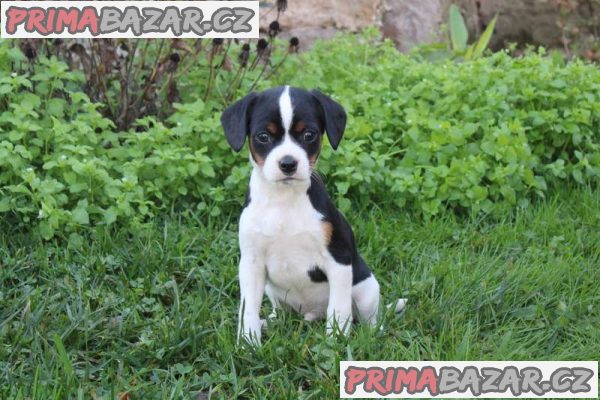 Gorgeous Fox Terrier Puppies For Sale