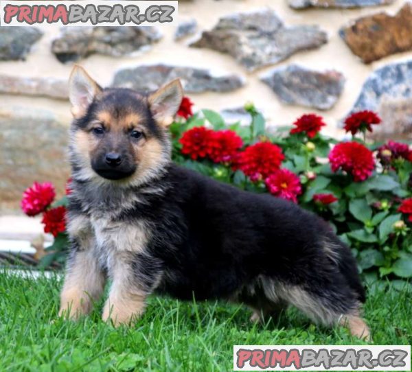 Fantastic German Shepherd pups