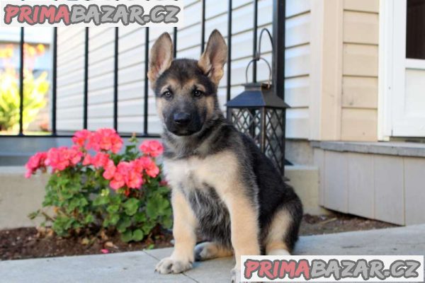 german-shepard-puppies