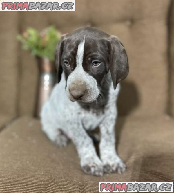 german-shorthaired-pointer-puppies