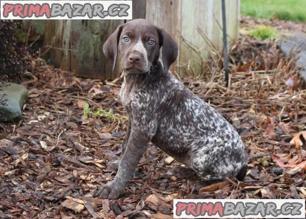 kc-german-shorthaired-pointer-puppies-for-sale