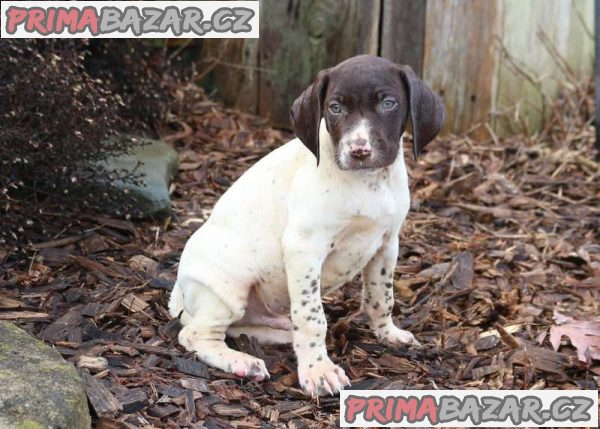 stunning-german-short-haired-pointer-pups