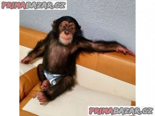 Rozkošné miminko šimpanze