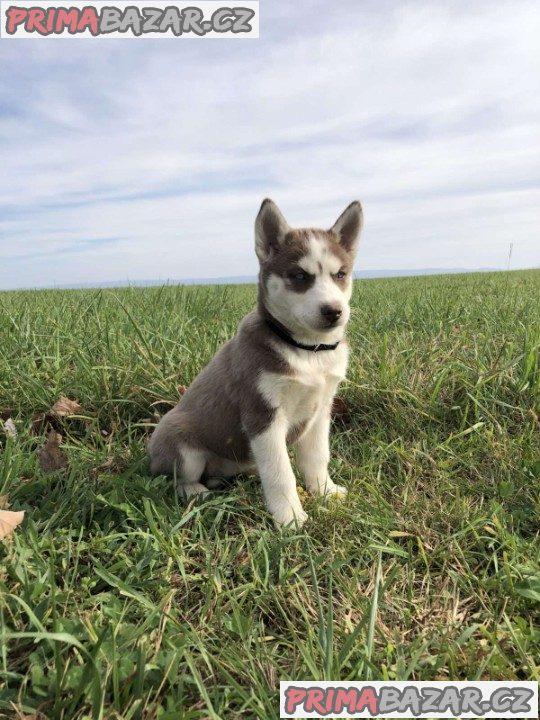 Meet Our Stunning Litter of Siberian Husky Pups!