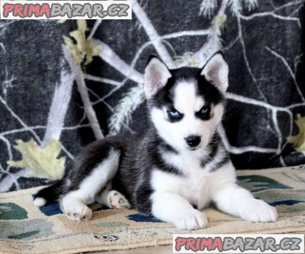 ready-to-leave-now-stunning-husky-puppies
