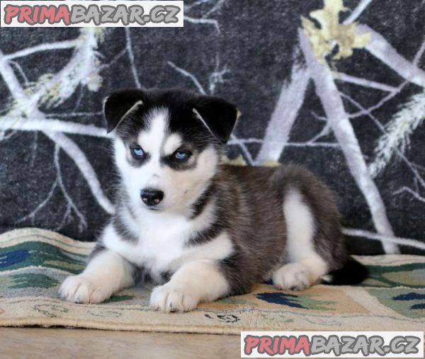 *Ready To Leave Now!* Stunning Husky Puppies