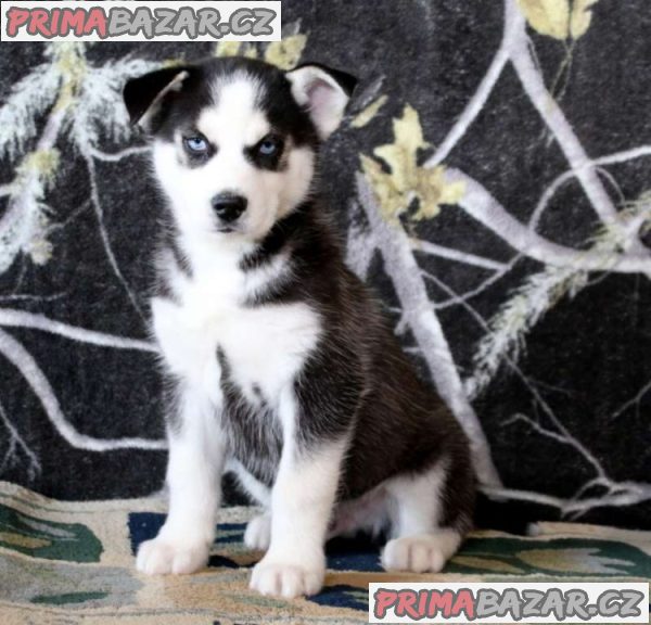 *Ready To Leave Now!* Stunning Husky Puppies