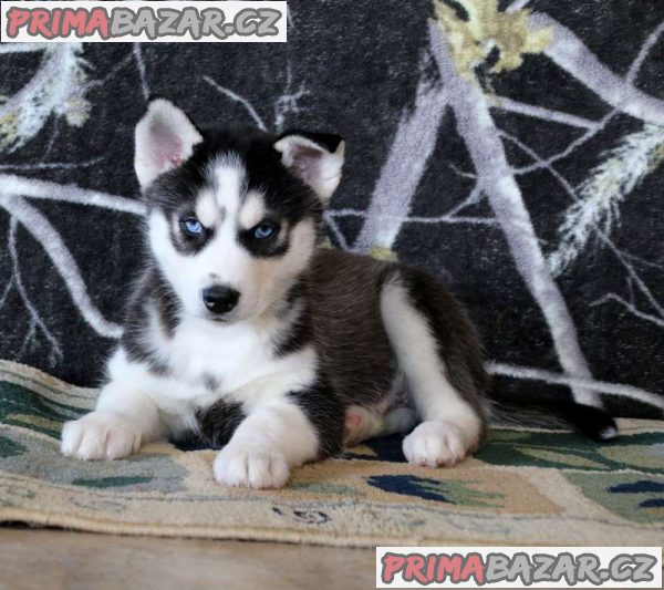 *Ready To Leave Now!* Stunning Husky Puppies