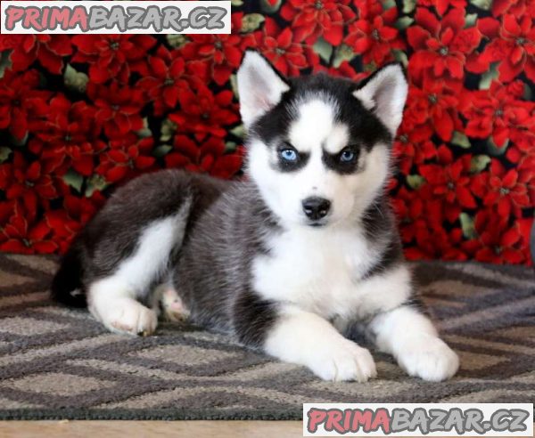 *Ready To Leave Now!* Stunning Husky Puppies