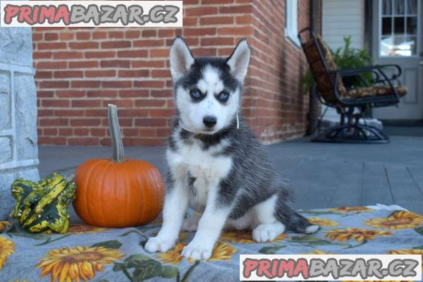 KC Registered Pure Bred Siberian Husky Puppies