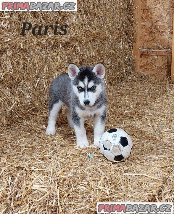 Beautiful Husky puppies ready to Go