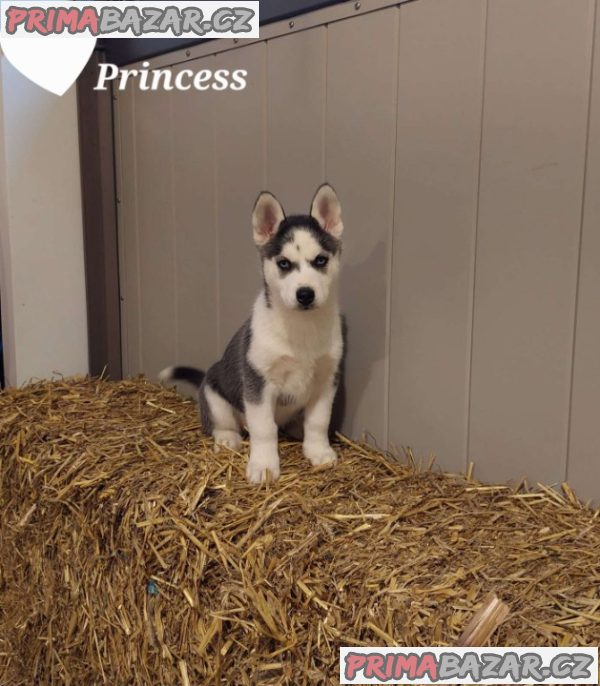 Beautiful Husky puppies ready to Go