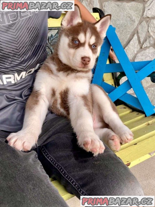 Beautiful Husky puppies ready to Go