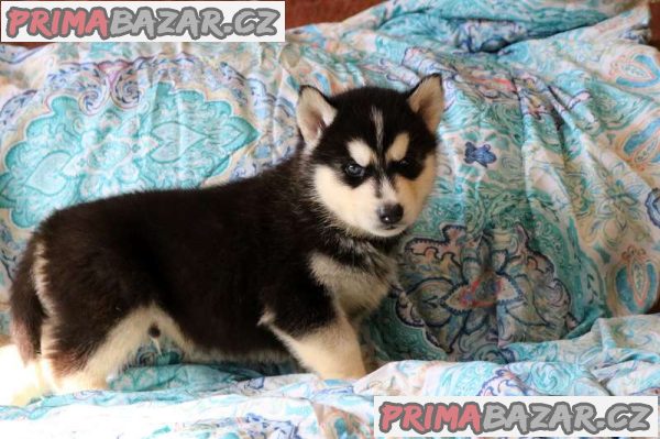 Beautiful Siberian husky Pups