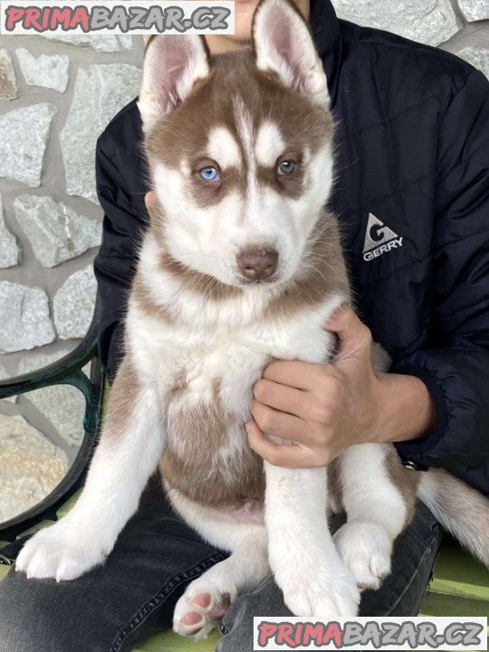 Beautiful Siberian husky Pups