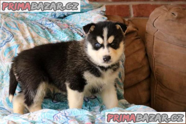 Beautiful Siberian husky Pups