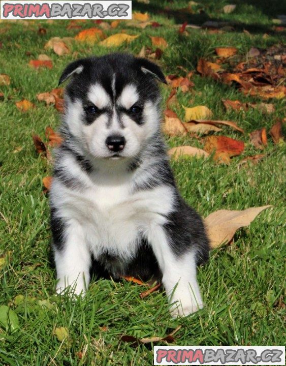 Beautiful Siberian husky Pups