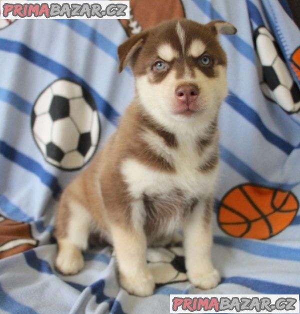 Siberian husky puppies