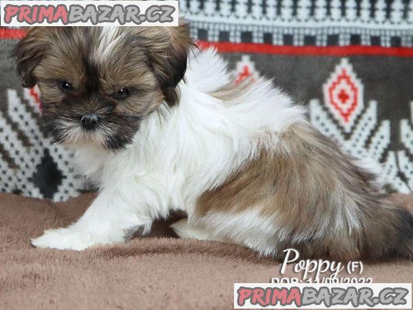 beautiful-shih-tzu-puppys