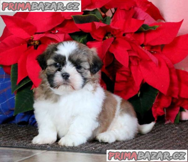 adorable imperial Shih Tzu, puppies????