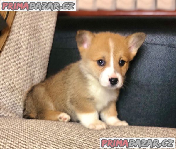 Krásný Welsh Corgi Štěňata Na Prodej