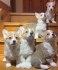 Krásný Welsh Corgi Štěňata Na Prodej