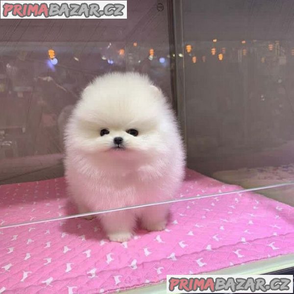 Krásný Pomeranian Štěňata Dostupný