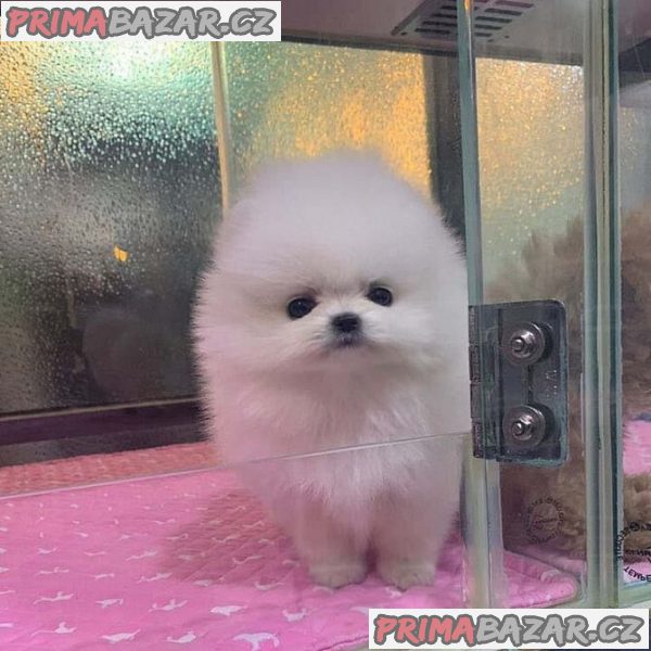 Krásný Pomeranian Štěňata Dostupný