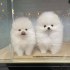 Krásný Pomeranian Štěňata Dostupný