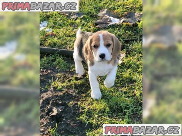 Prodám štěňata beagle s PP