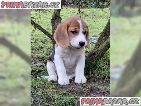 Prodám štěňata beagle s PP