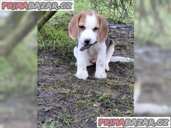 Prodám štěňata beagle s PP