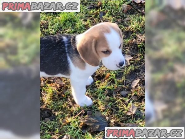 Prodám štěňata beagle s PP