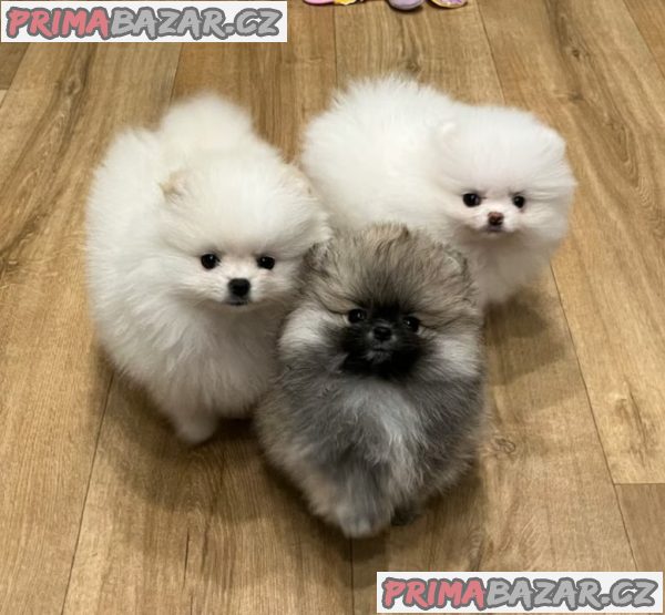 Německý špic trpasličí (Pomeranian)