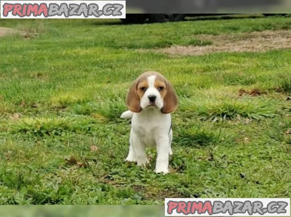 Bígl, Beagle s PP