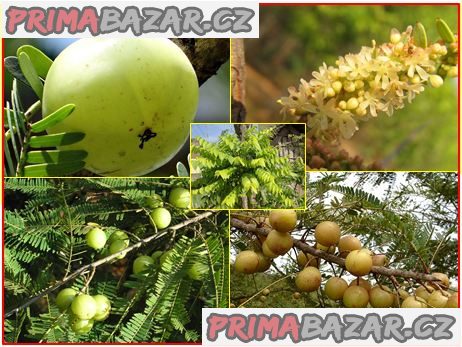 phyllanthus-emblica-angrest-indicky-semena